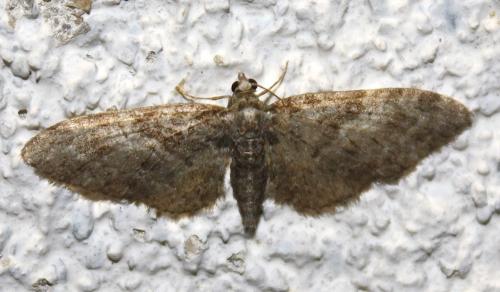 Réf. 227 823 : Eupithecia abbreviata